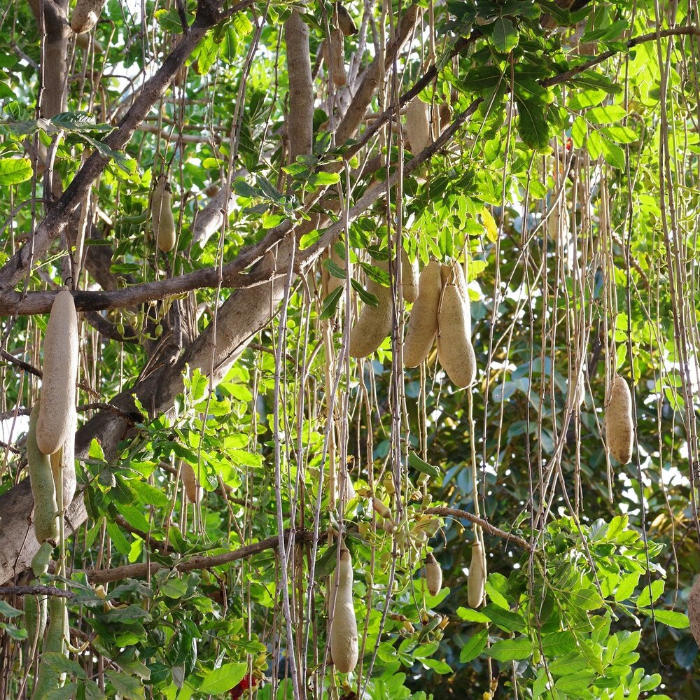 Wurstbaum (Kigelia africana)
