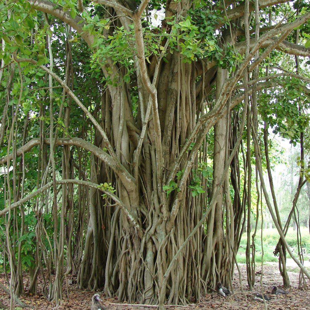 W&uuml;rgerfeige (Ficus benghalensis)