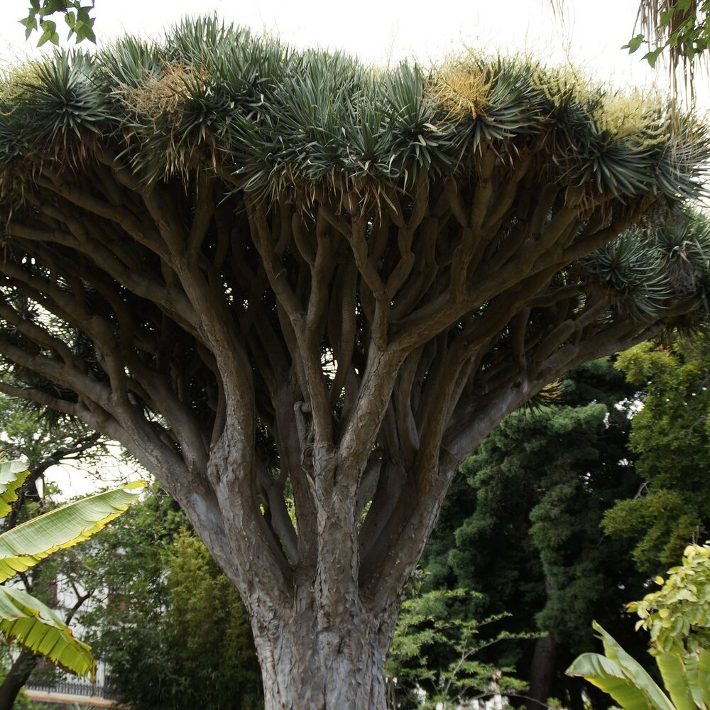 Drachenblutbaum (Dracaena draco)