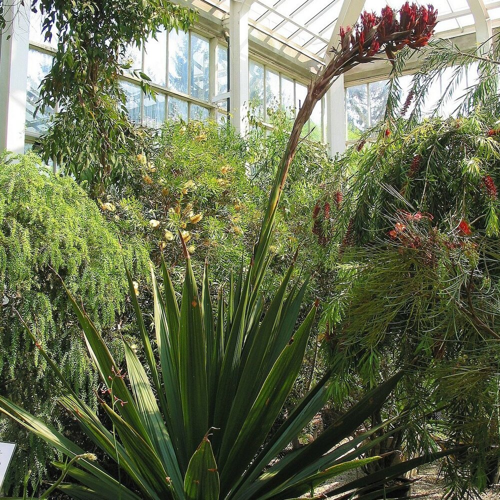 Riesenspeerblume (Doryanthes palmeri)
