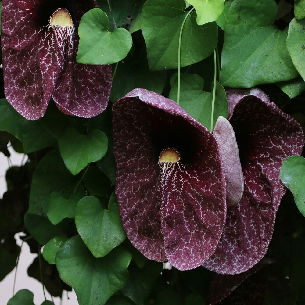 Riesen-Pfeifenblume (Aristolochia gigantea)