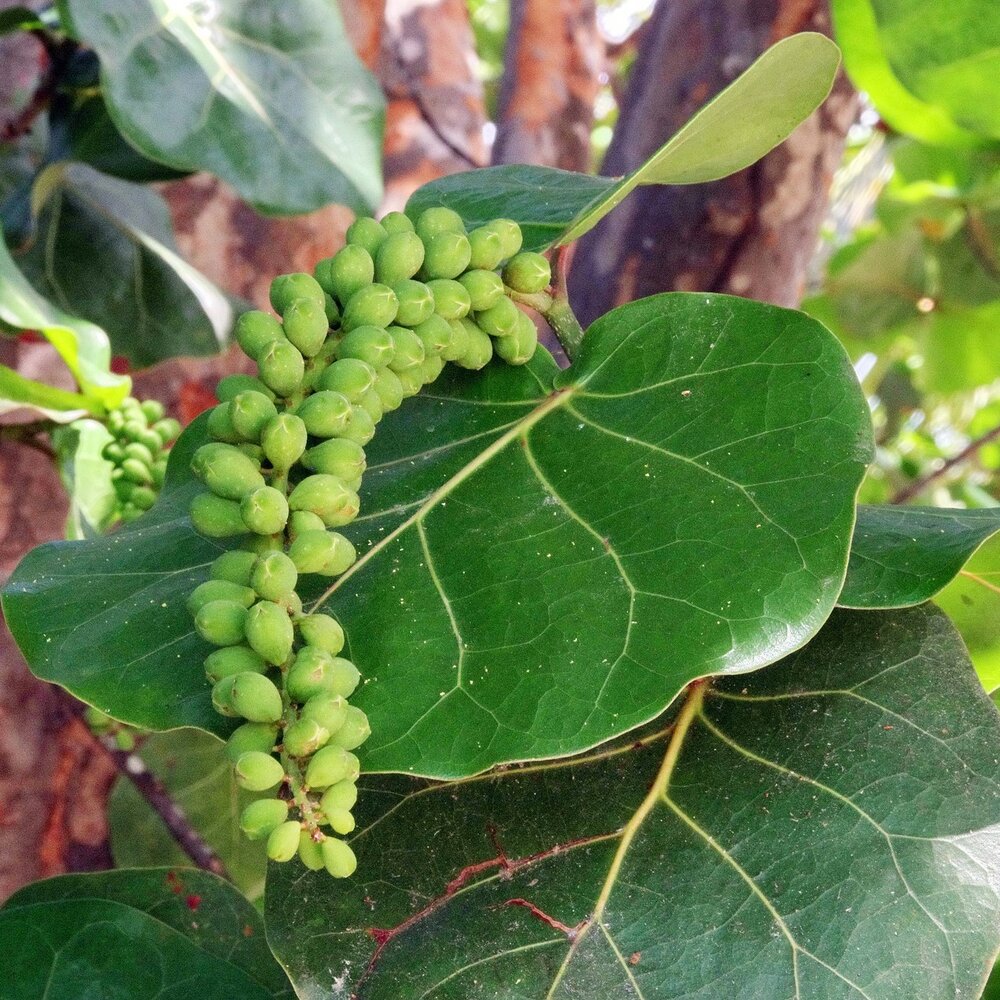 Seetraube (Coccoloba uvifera)