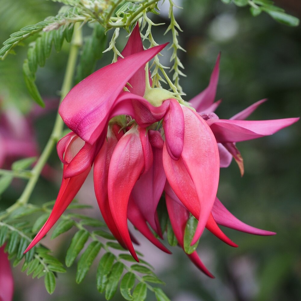 Papageienschnabel (Clianthus puniceus)