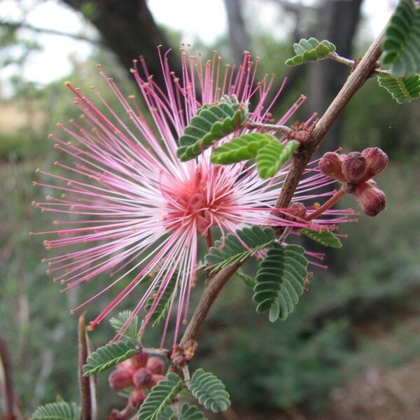 Feentuch (Calliandra eriophylla)