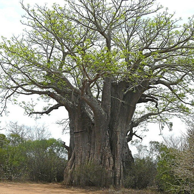 Afrikanischer Affenbrotbaum (Adansonia digitata)
