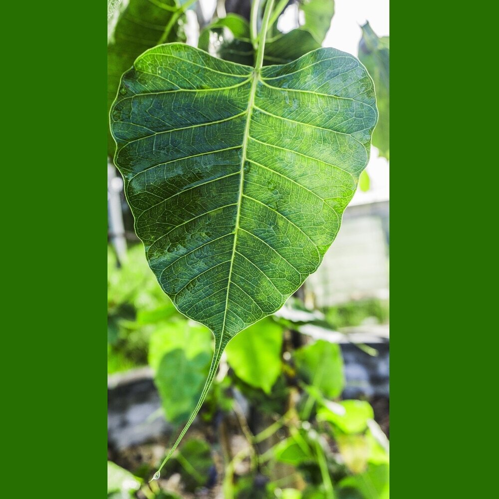 Bodhi-Baum (Ficus religiosa)