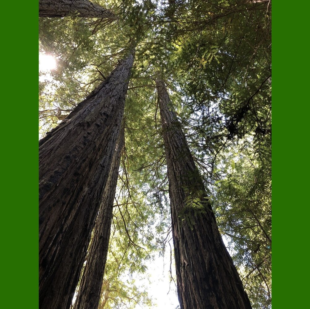 K&uuml;stenmammutbaum (Sequoia sempervirens)