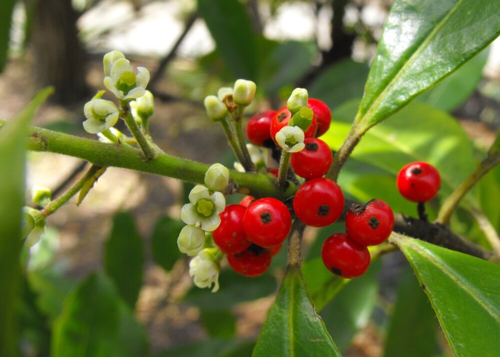 Mate (Ilex paraguariensis)