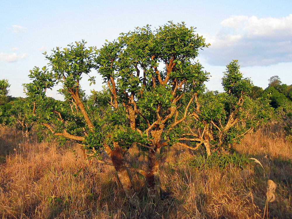 Mate (Ilex paraguariensis)