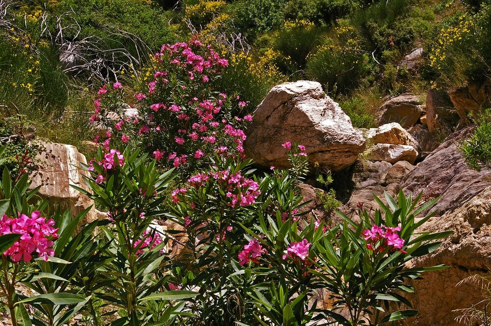 Oleander (Nerium oleander)