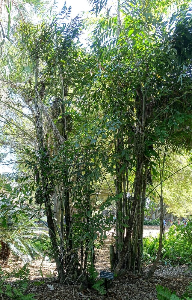 Fischschwanzpalme (Caryota mitis)
