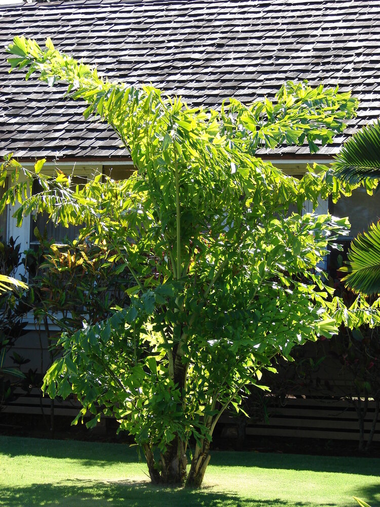 Fischschwanzpalme (Caryota mitis)