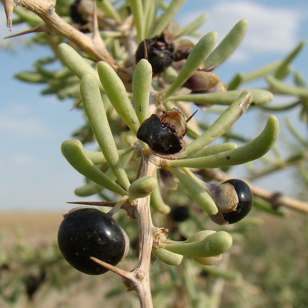 Schwarze Goji-Beere (Lycium ruthenicum)