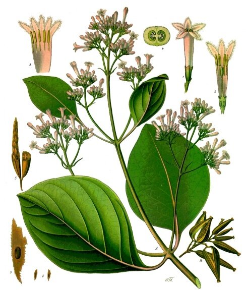 Roter Chinarindenbaum (Cinchona pubescens)
