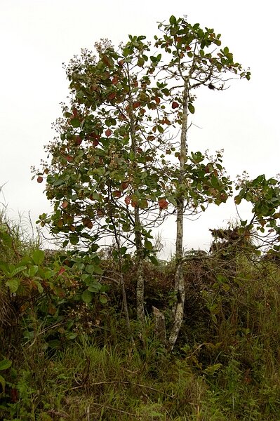 Roter Chinarindenbaum (Cinchona pubescens)