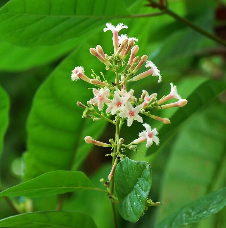 Roter Chinarindenbaum (Cinchona pubescens)