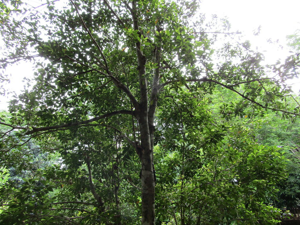 Gew&uuml;rznelke (Syzygium aromaticum)