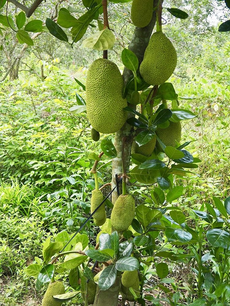 Jackfrucht (Artocarpus heterophyllus)