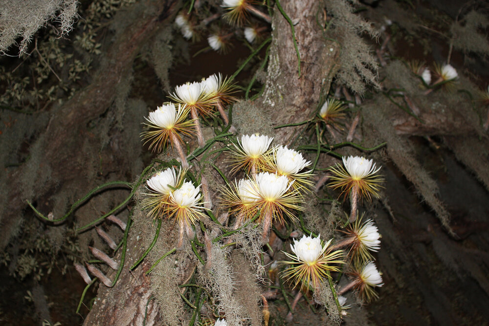 K&ouml;nigin der Nacht (Selenicereus grandiflorus)