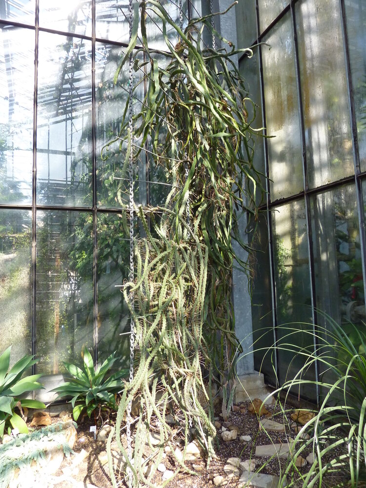 K&ouml;nigin der Nacht (Selenicereus grandiflorus)