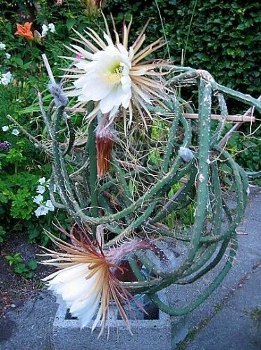 K&ouml;nigin der Nacht (Selenicereus grandiflorus)