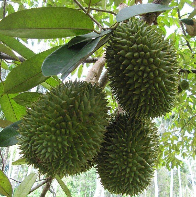 Durian (Durio zibethinus)