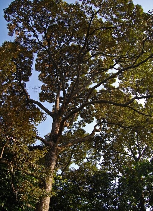 Durian (Durio zibethinus)