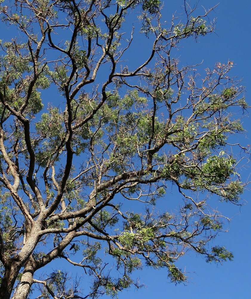 Neem (Azadirachta indica)