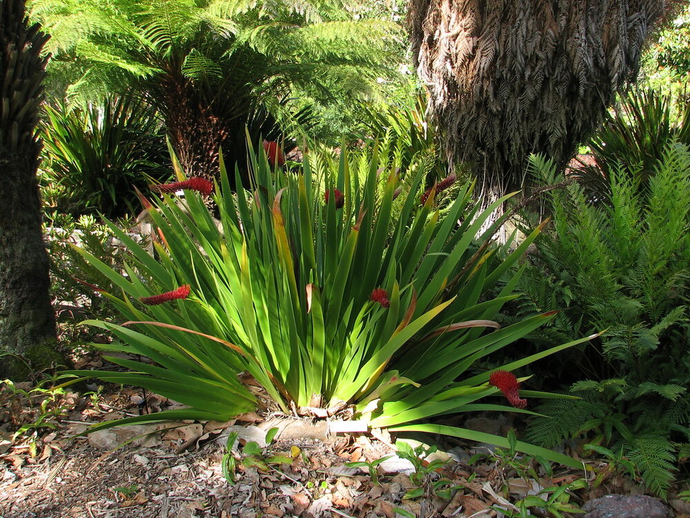 Poor Knights-Lilie (Xeronema callistemon)
