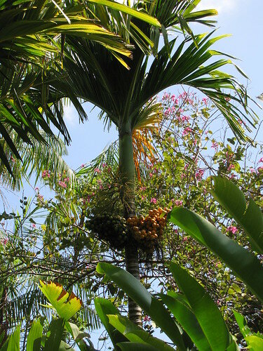 Betelpalme (Areca catechu)