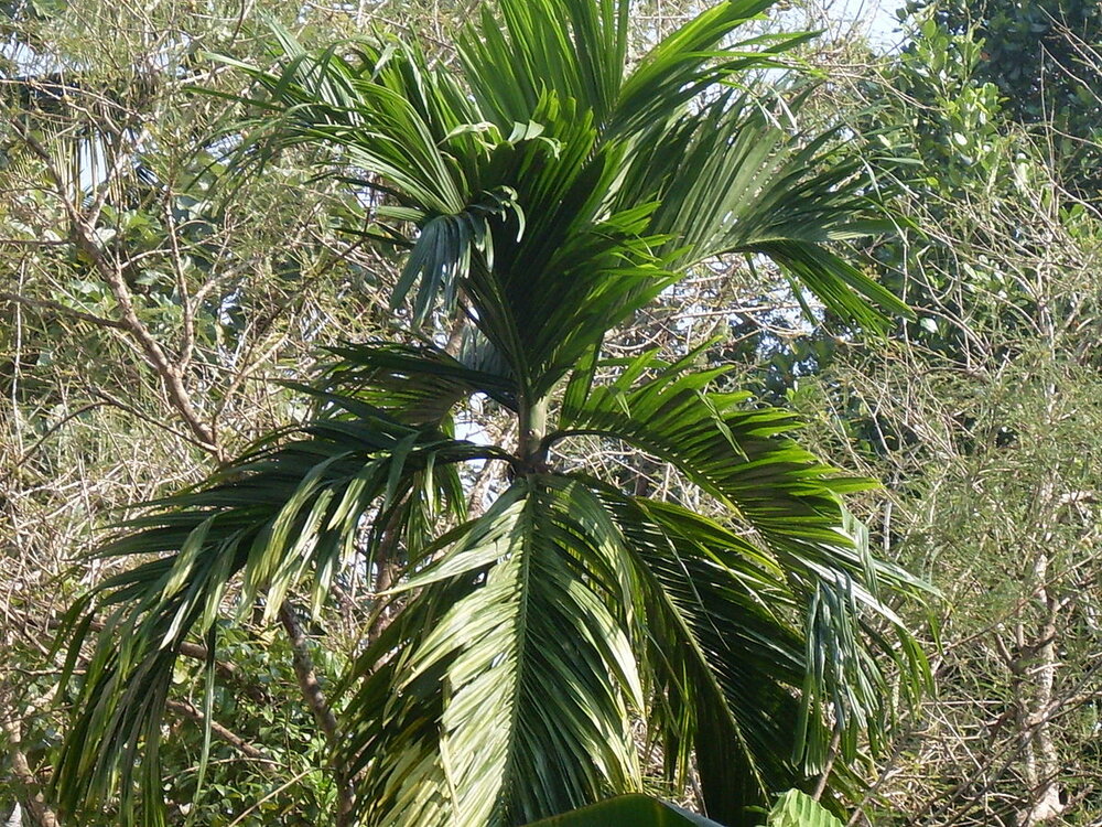 Betelpalme (Areca catechu)