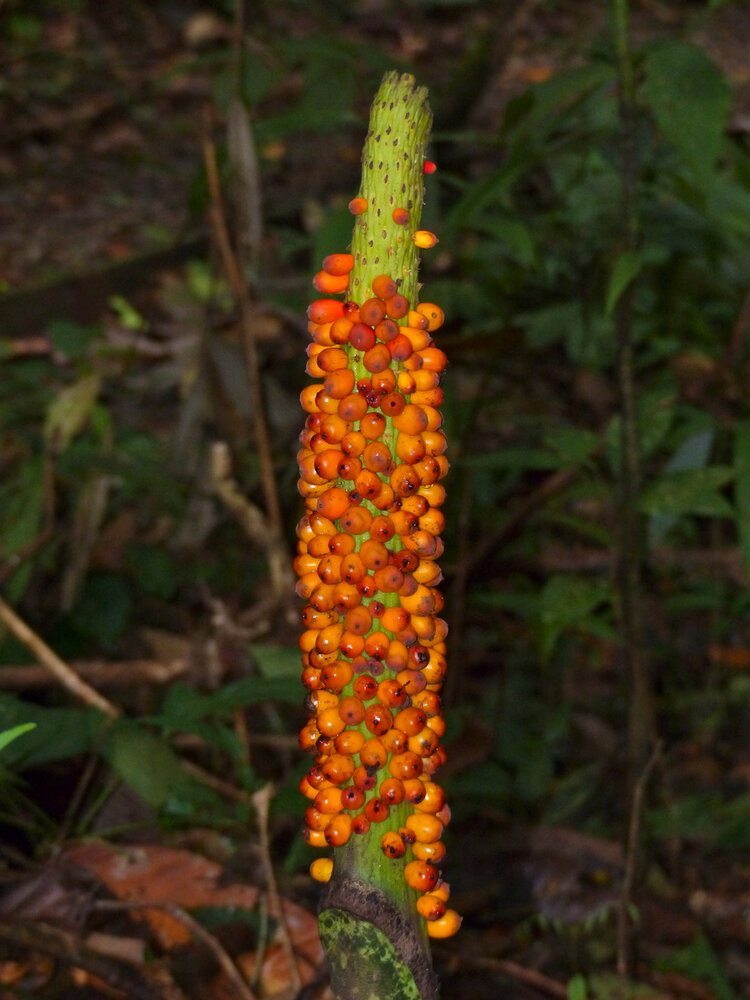 Hewitts Aronstab (Amorphophallus hewittii)