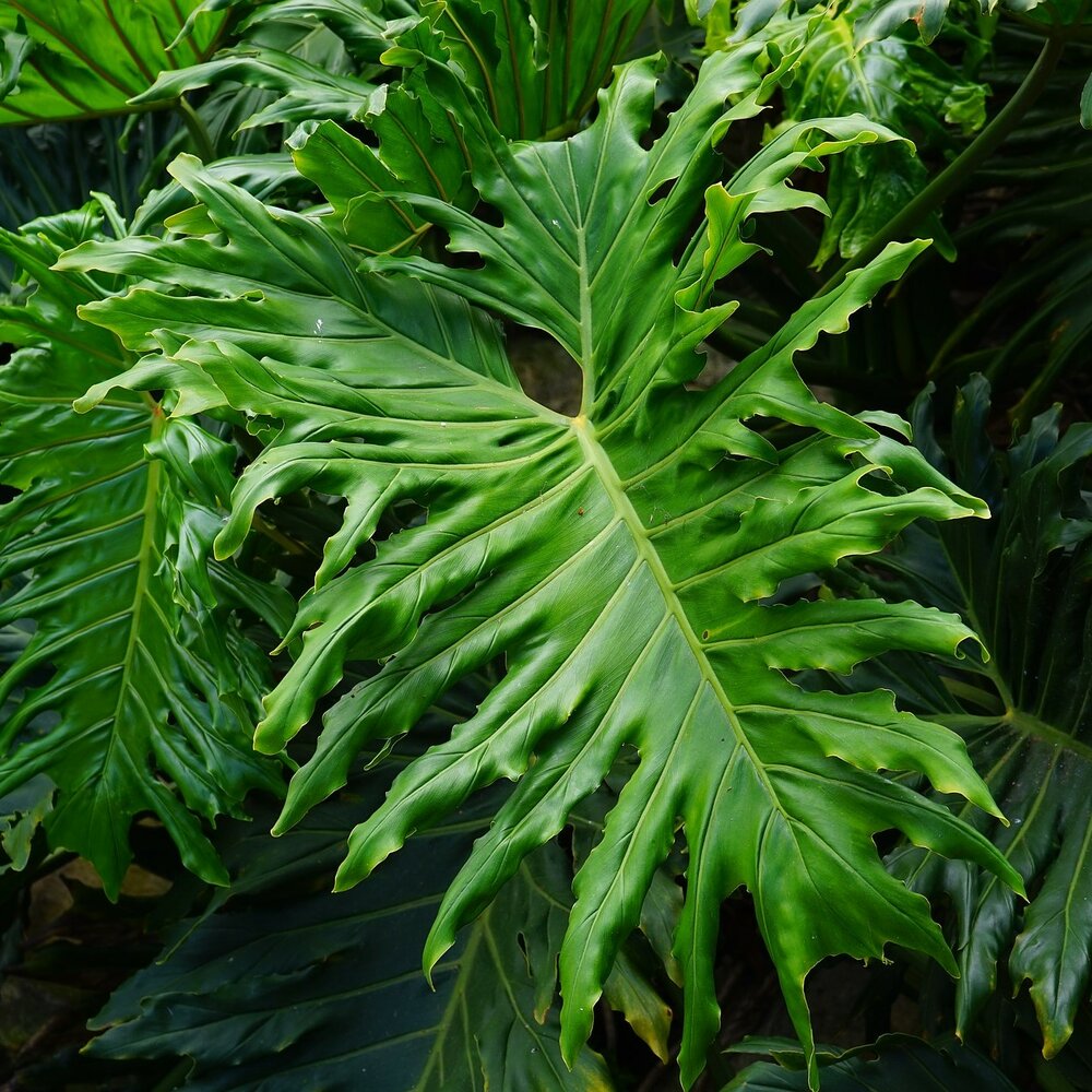 Baum-Philodendron (Thaumatophyllum bipinnatifidum)