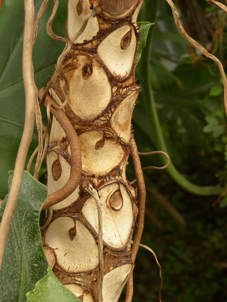 Baum-Philodendron (Thaumatophyllum bipinnatifidum)