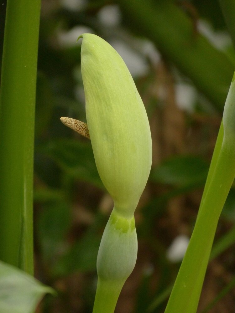 Baum-Philodendron (Thaumatophyllum bipinnatifidum)