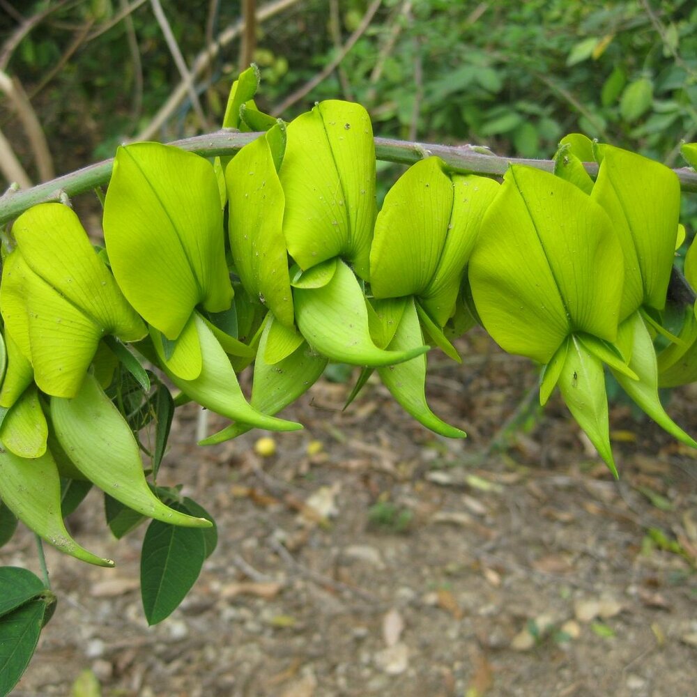 Kanarienstrauch (Crotalaria agatiflora)