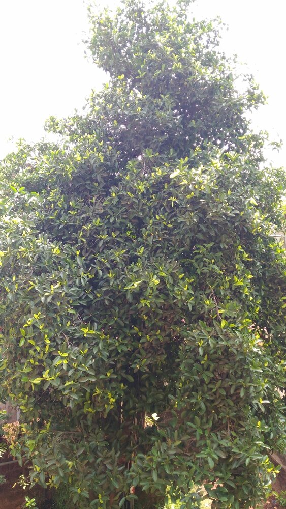 Goraka (Garcinia gummi-gutta)