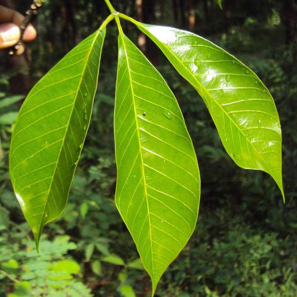 Gummibaum (Hevea brasiliensis)