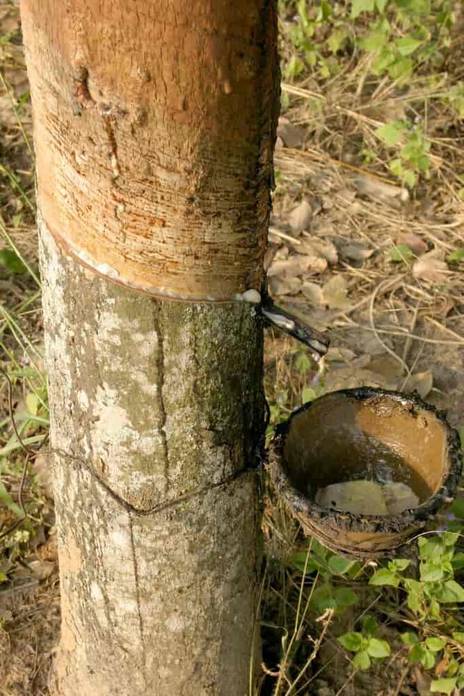Gummibaum (Hevea brasiliensis)