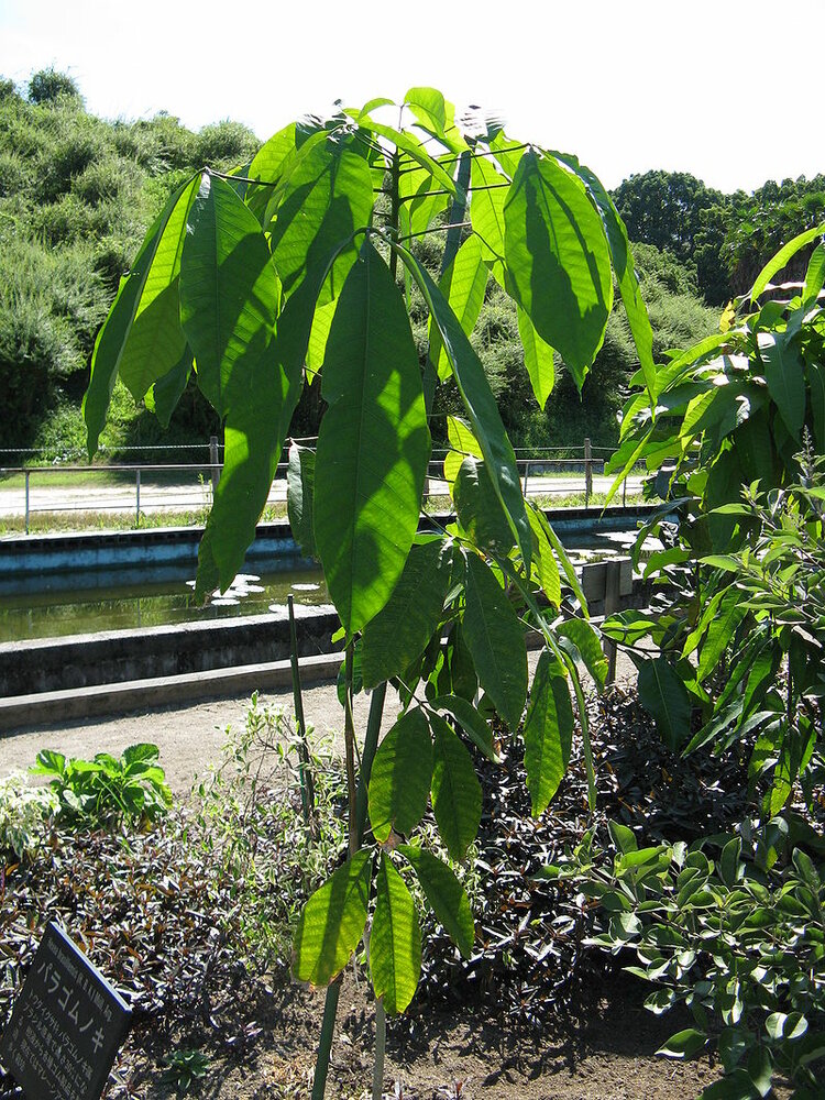 Gummibaum (Hevea brasiliensis)
