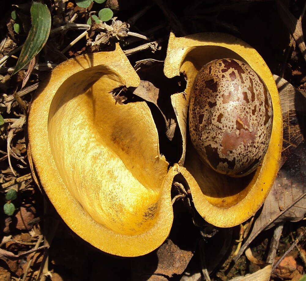 Gummibaum (Hevea brasiliensis)