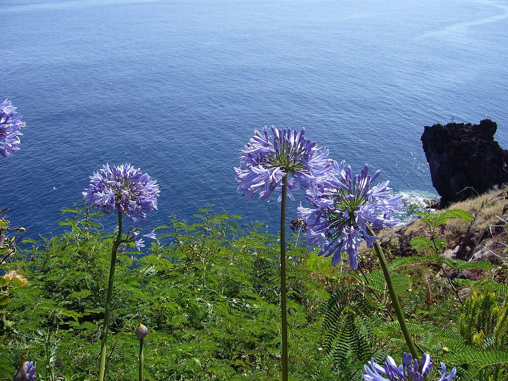 Afrikanische Lilie (Agapanthus praecox)