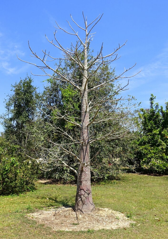 Suarez-Affenbrotbaum (Adansonia suarezensis)