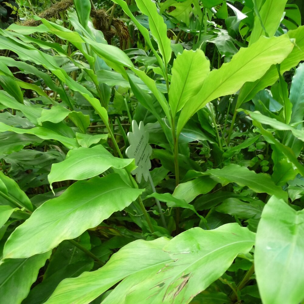 Kardamom (Elettaria cardamomum)