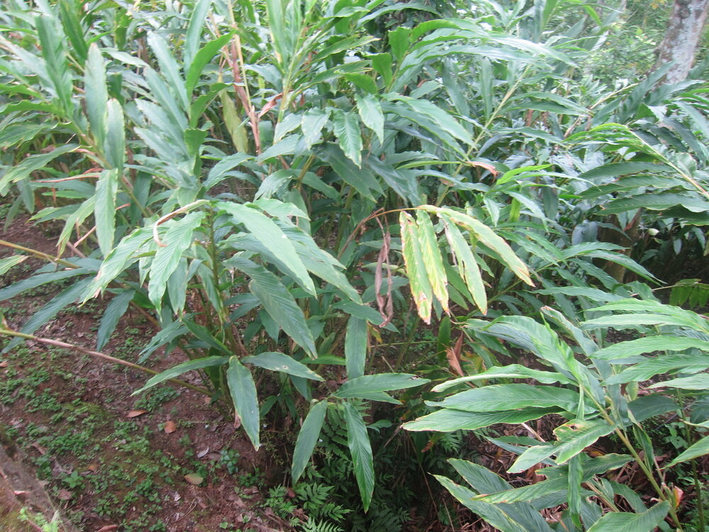 Kardamom (Elettaria cardamomum)