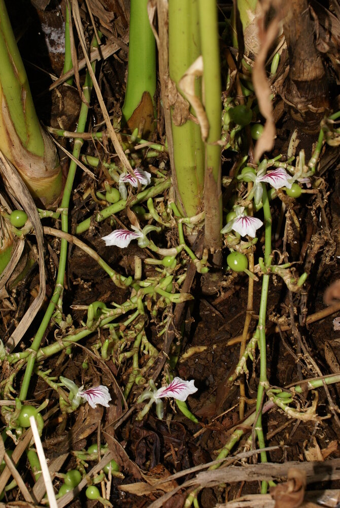 Kardamom (Elettaria cardamomum)