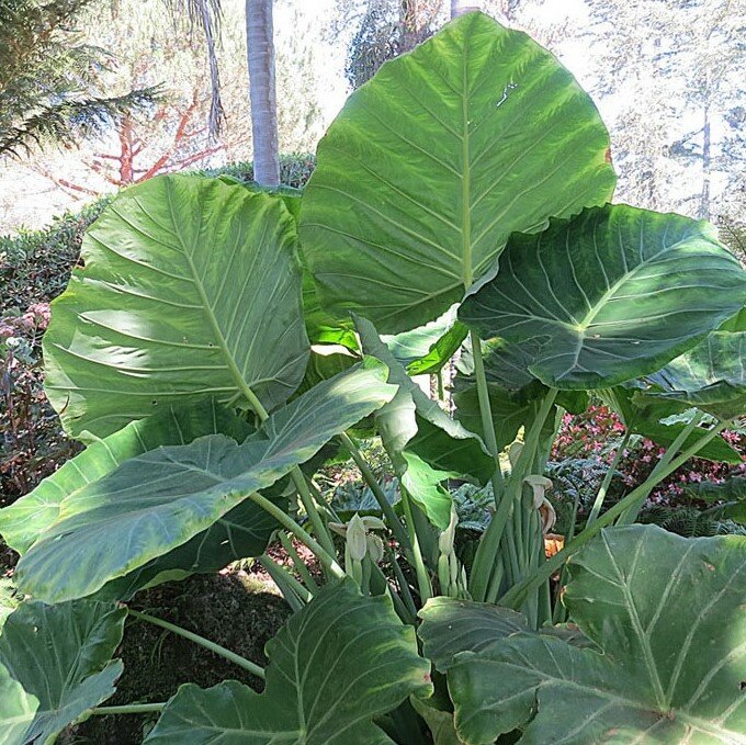 Riesen-Elefantenohr (Leucocasia gigantea 'Thailand Giant')