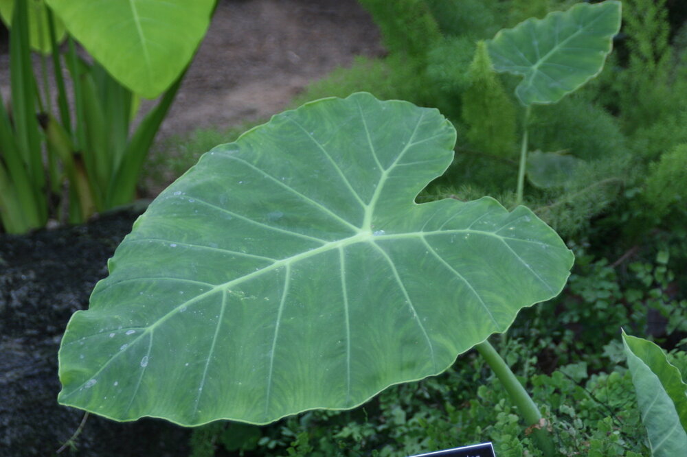 Riesen-Elefantenohr (Leucocasia gigantea 'Thailand Giant')