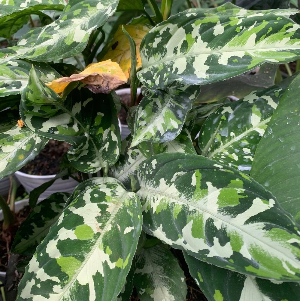 Tarnpflanze (Aglaonema pictum)