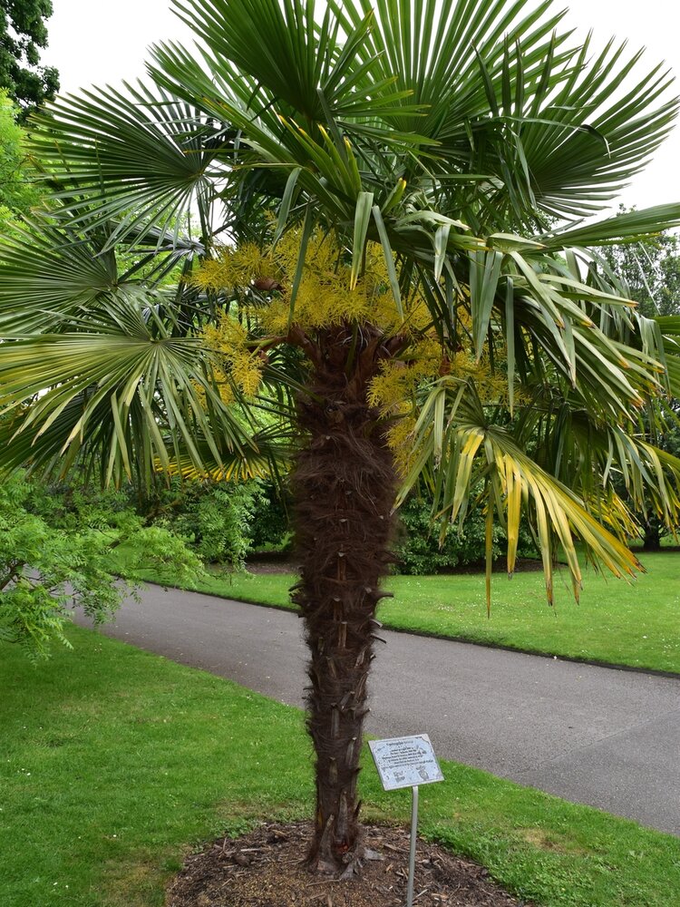 Chinesische F&auml;cherpalme (Trachycarpus fortunei)